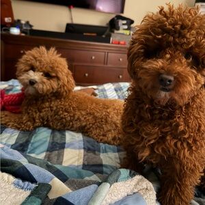 Meet your Posher, Madelyn